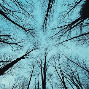 Preview wallpaper trees, bottom view, forest