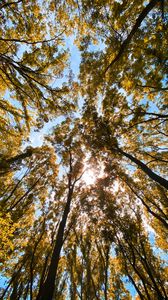 Preview wallpaper trees, bottom view, forest, branches, sky