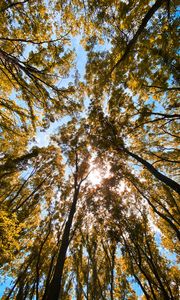 Preview wallpaper trees, bottom view, forest, branches, sky