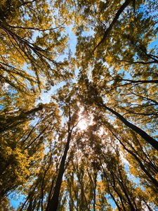 Preview wallpaper trees, bottom view, forest, branches, sky