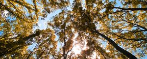 Preview wallpaper trees, bottom view, forest, branches, sky