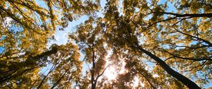 Preview wallpaper trees, bottom view, forest, branches, sky