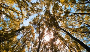 Preview wallpaper trees, bottom view, forest, branches, sky