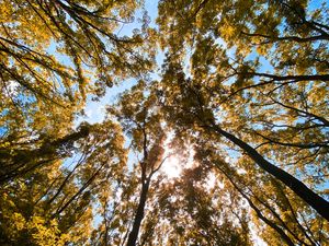 Preview wallpaper trees, bottom view, forest, branches, sky