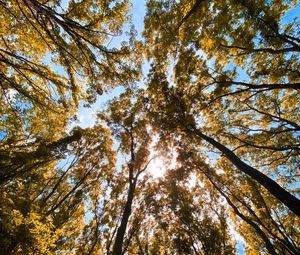 Preview wallpaper trees, bottom view, forest, branches, sky