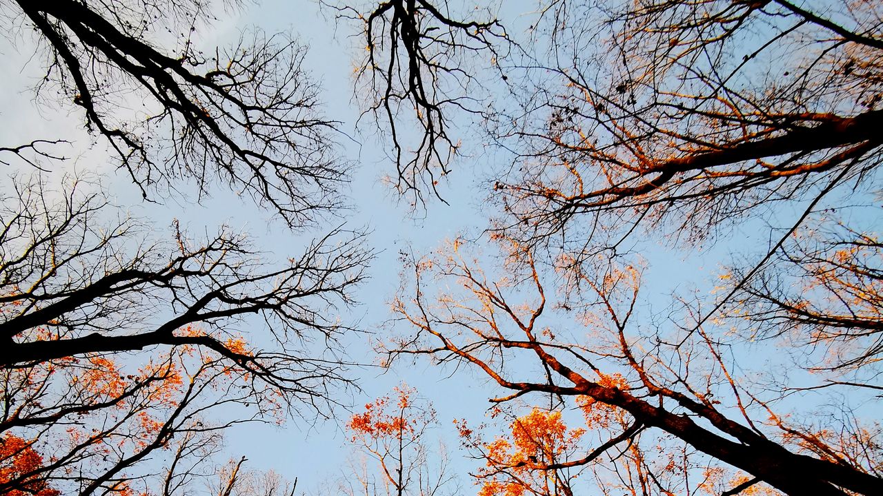 Wallpaper trees, bottom view, forest, sky, branches