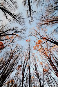 Preview wallpaper trees, bottom view, forest, sky, branches