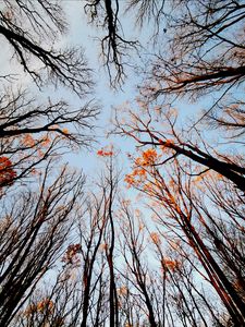 Preview wallpaper trees, bottom view, forest, sky, branches