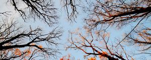 Preview wallpaper trees, bottom view, forest, sky, branches