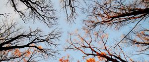 Preview wallpaper trees, bottom view, forest, sky, branches