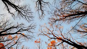 Preview wallpaper trees, bottom view, forest, sky, branches