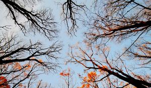 Preview wallpaper trees, bottom view, forest, sky, branches