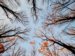 Preview wallpaper trees, bottom view, forest, sky, branches