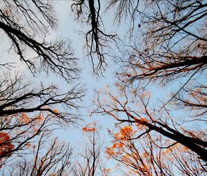 Preview wallpaper trees, bottom view, forest, sky, branches