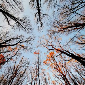 Preview wallpaper trees, bottom view, forest, sky, branches