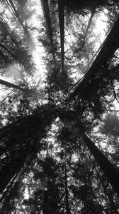 Preview wallpaper trees, bottom view, forest, black and white