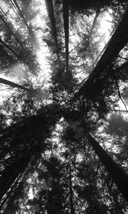 Preview wallpaper trees, bottom view, forest, black and white