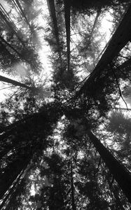 Preview wallpaper trees, bottom view, forest, black and white