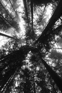 Preview wallpaper trees, bottom view, forest, black and white