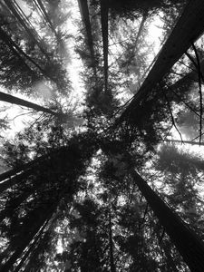 Preview wallpaper trees, bottom view, forest, black and white