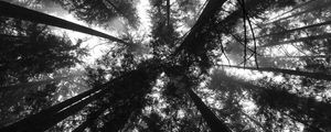 Preview wallpaper trees, bottom view, forest, black and white