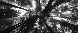 Preview wallpaper trees, bottom view, forest, black and white