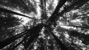 Preview wallpaper trees, bottom view, forest, black and white