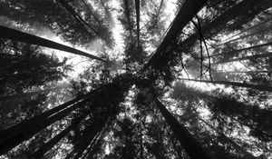 Preview wallpaper trees, bottom view, forest, black and white