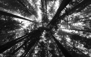 Preview wallpaper trees, bottom view, forest, black and white