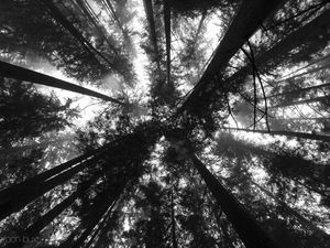 Preview wallpaper trees, bottom view, forest, black and white