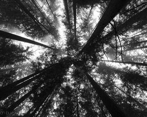 Preview wallpaper trees, bottom view, forest, black and white