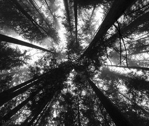 Preview wallpaper trees, bottom view, forest, black and white