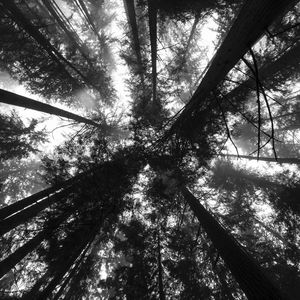 Preview wallpaper trees, bottom view, forest, black and white