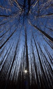 Preview wallpaper trees, bottom view, rays, branches