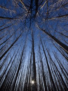 Preview wallpaper trees, bottom view, rays, branches