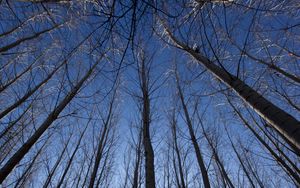 Preview wallpaper trees, bottom view, rays, branches