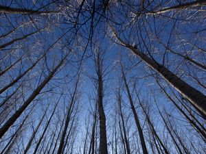 Preview wallpaper trees, bottom view, rays, branches