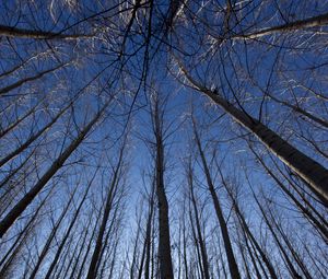 Preview wallpaper trees, bottom view, rays, branches