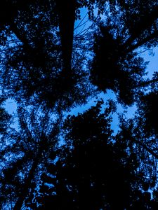 Preview wallpaper trees, bottom view, silhouette, sky