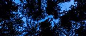 Preview wallpaper trees, bottom view, silhouette, sky