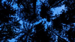 Preview wallpaper trees, bottom view, silhouette, sky