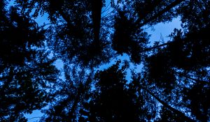 Preview wallpaper trees, bottom view, silhouette, sky