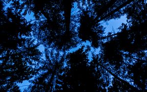 Preview wallpaper trees, bottom view, silhouette, sky