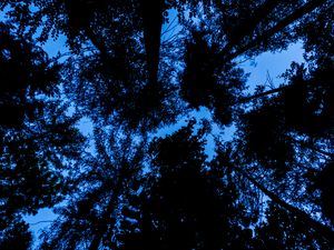 Preview wallpaper trees, bottom view, silhouette, sky