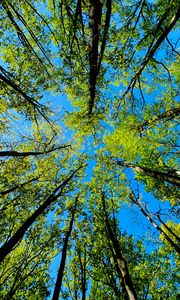 Preview wallpaper trees, bottom view, summer