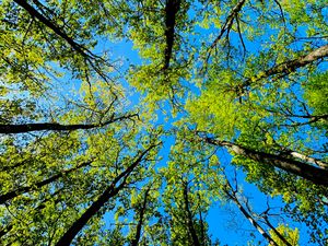 Preview wallpaper trees, bottom view, summer