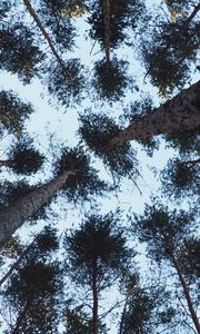 Preview wallpaper trees, bottom view, trunks, branches