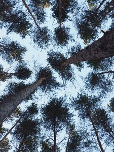 Preview wallpaper trees, bottom view, trunks, branches