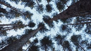 Preview wallpaper trees, bottom view, trunks, branches