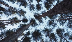 Preview wallpaper trees, bottom view, trunks, branches